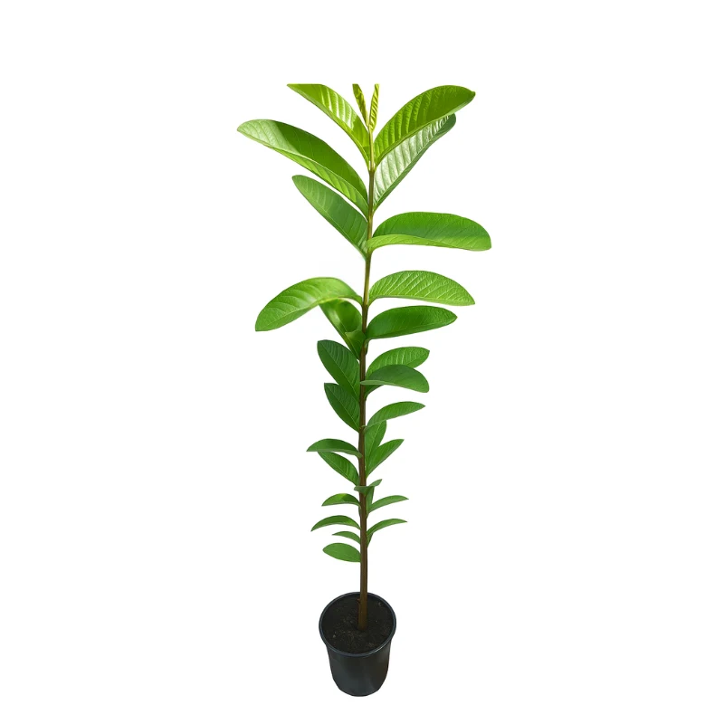 شجرة الجوافة الملقّمة