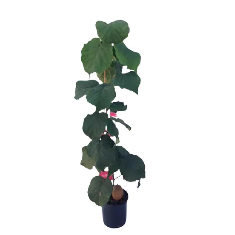 شجرة الكيوي المطعّم