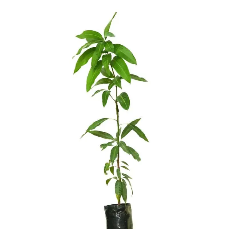 شجرة المانجو الملقّمة