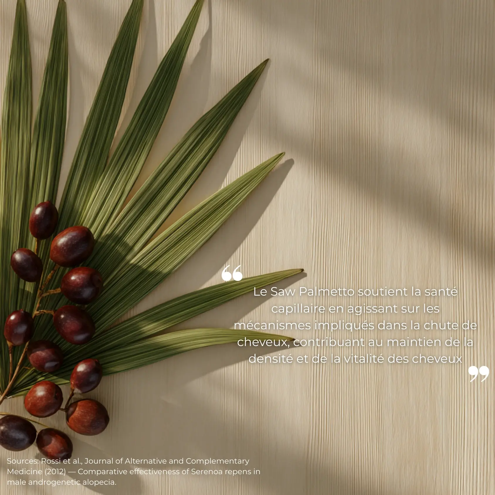 saw-palmetto-Mal