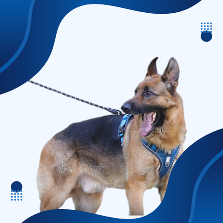 اغراض الحيوانات الاليفة