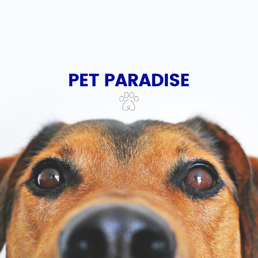 Pet Paradise