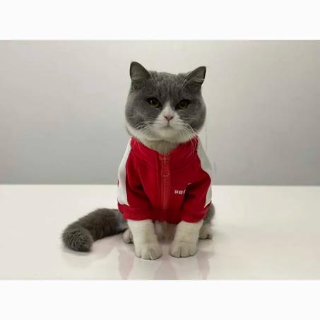 قميص رياضي للقطط