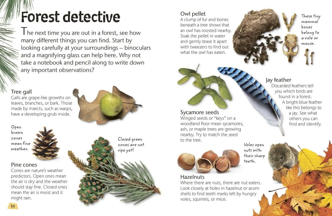 Woodland and Forests Explore Nature With Facts and Activities