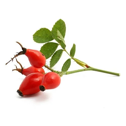 بذور الورد البري