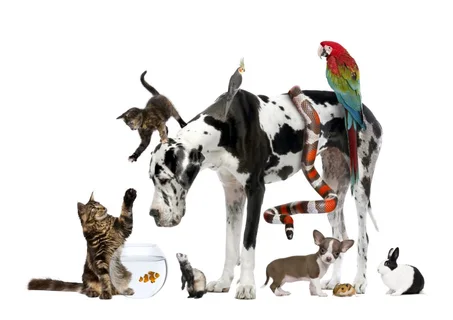 Animal Tools
