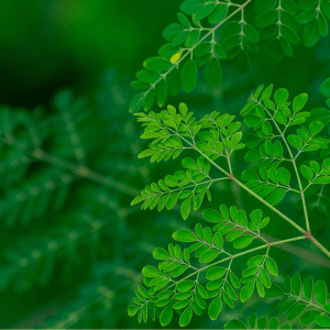 MORINGA