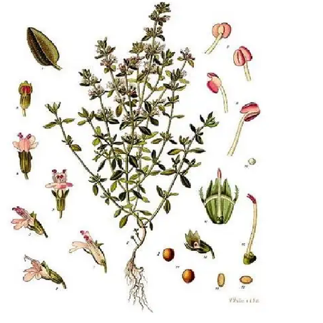 Thym Vulgaire