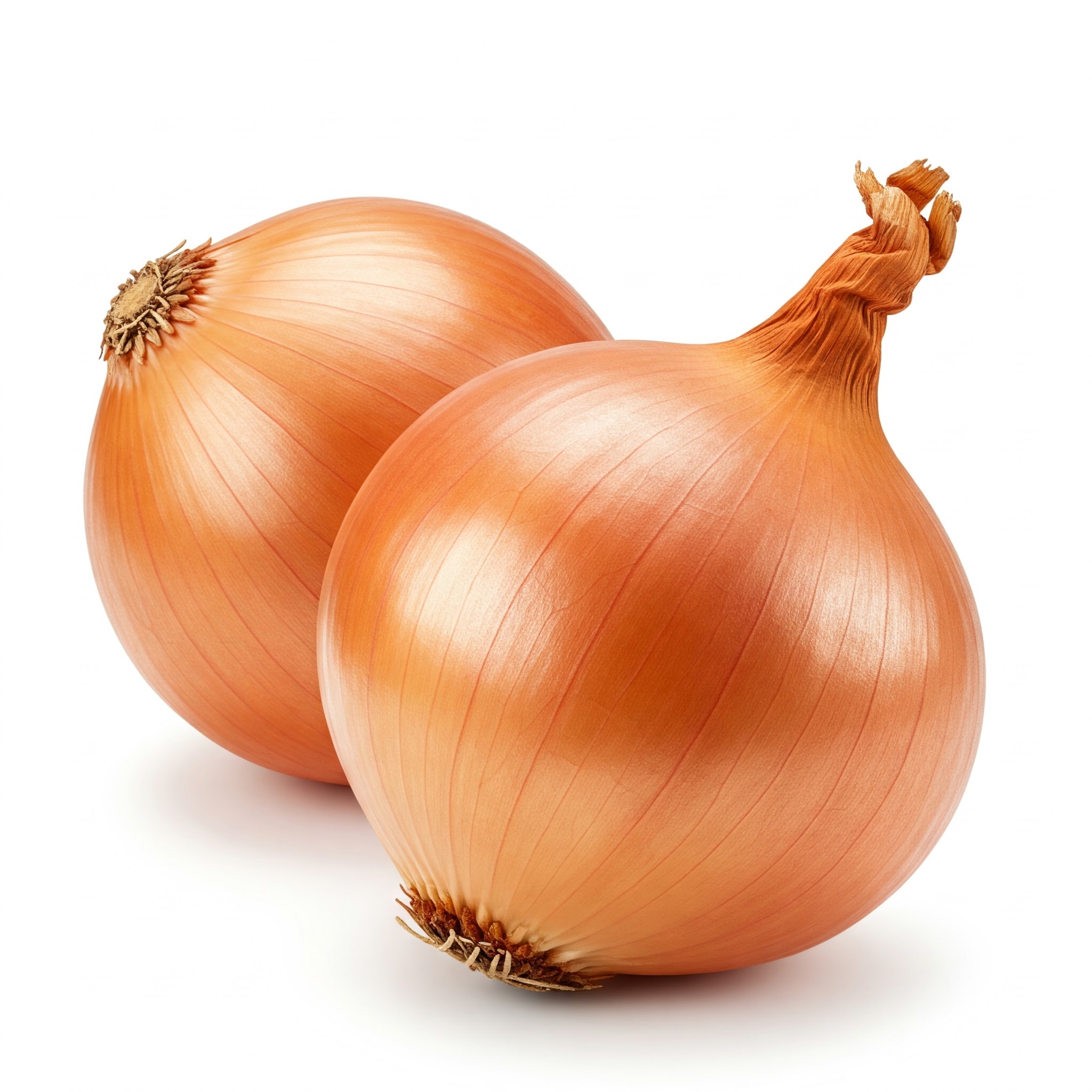 بصل - onion