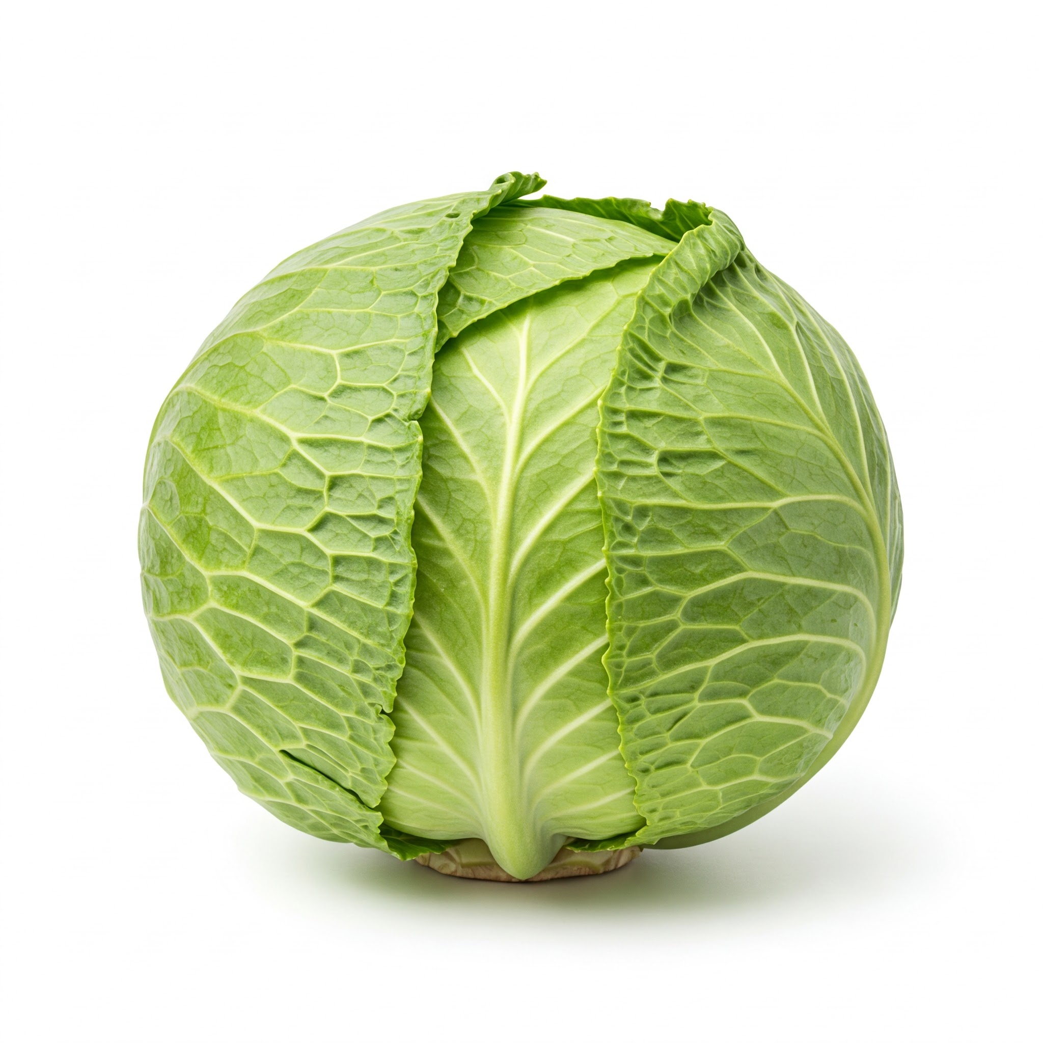 الملفوف