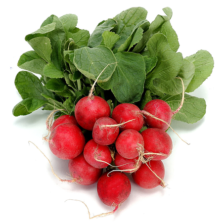 فجل