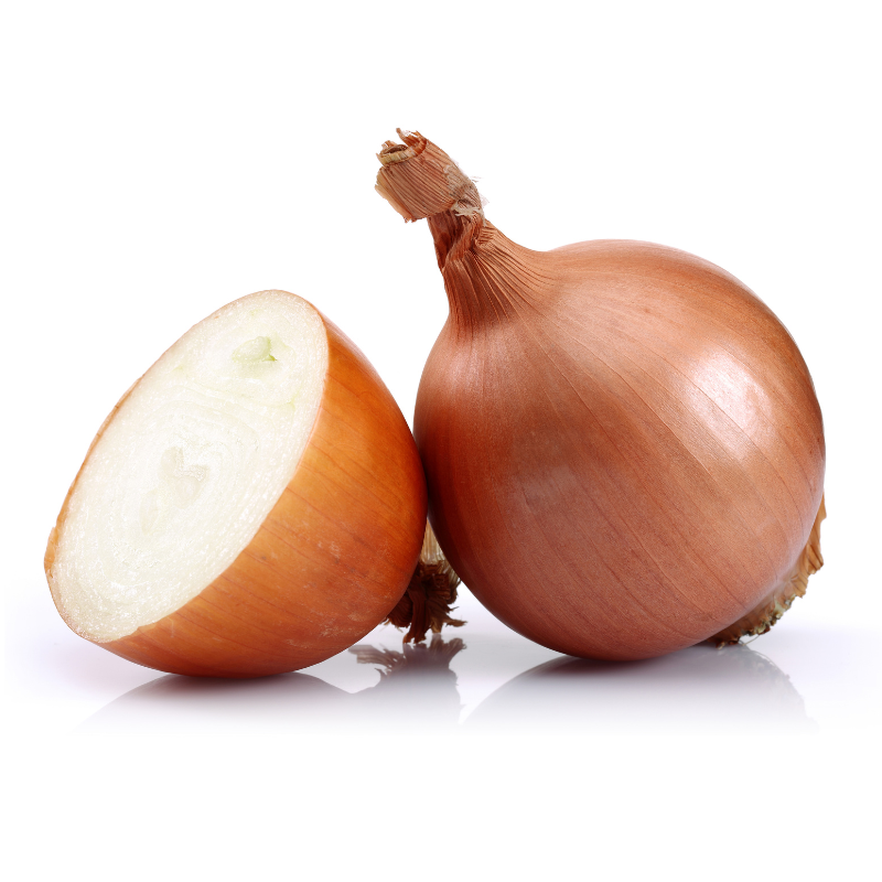 البصل