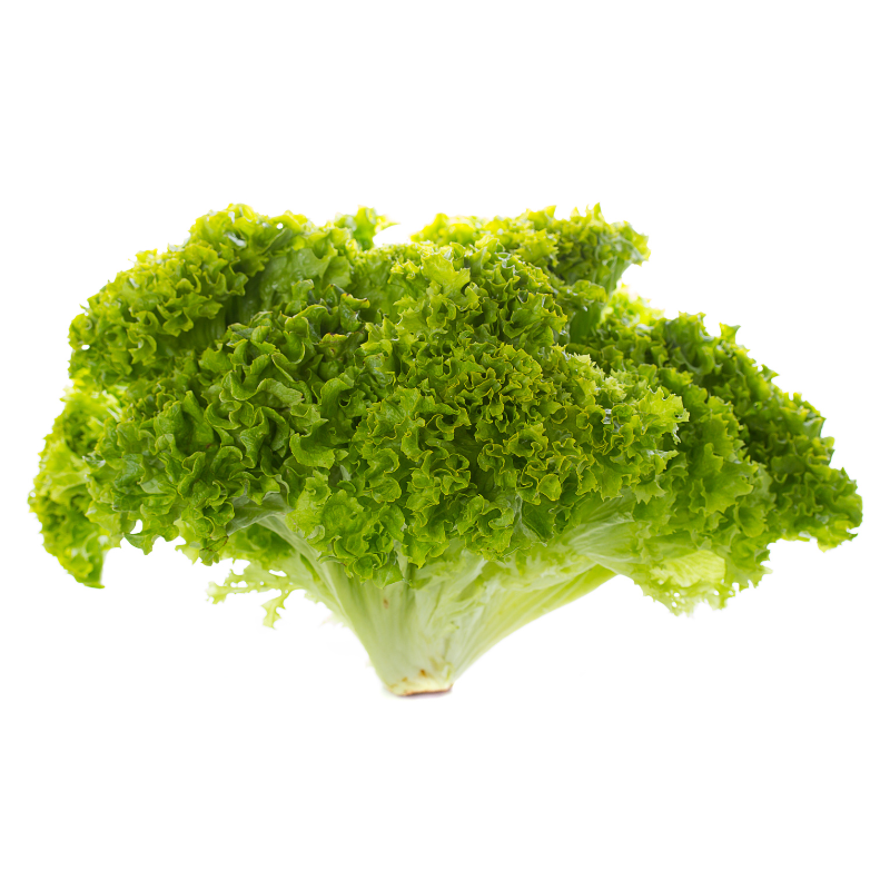 خس فريزي