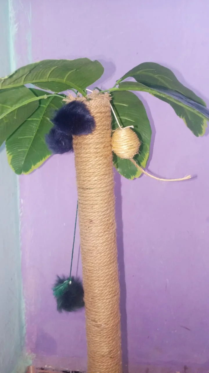 شجرة القط