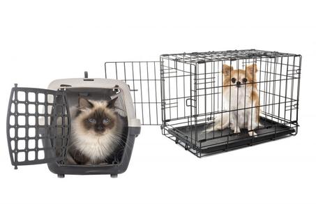 مستلزمات الحيوانات الأليفة