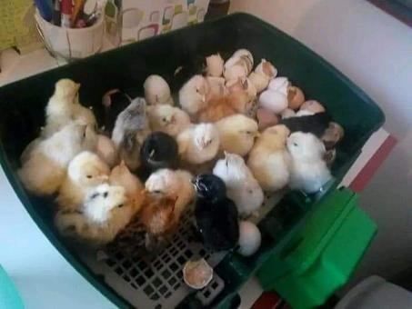 فقاسة البيض الإطالية