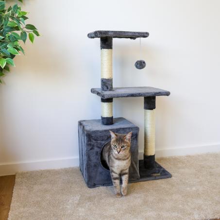 arbre à chat  - Pumba