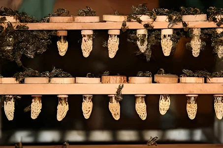 Élevage des reines / تربية الملكات