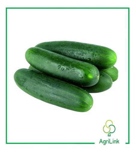 1 Kg de Comcombre frais