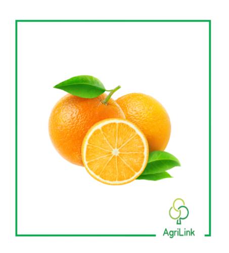 Oranges importées [1kg]