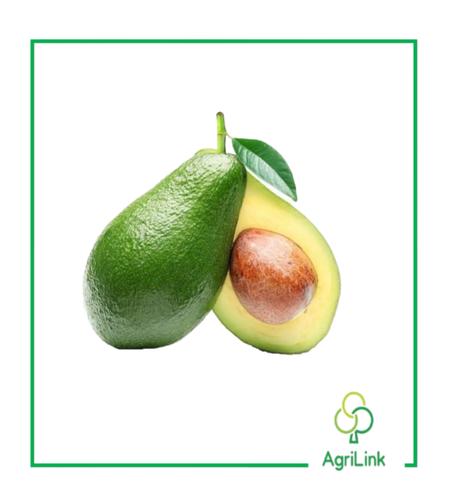 Avocat frais – 1 Kg