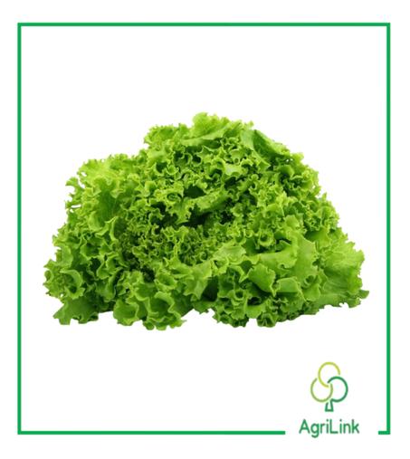 1 kg de salade fraîche