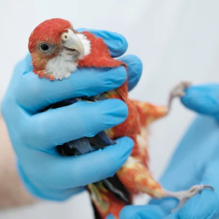 Médicaments pour oiseaux