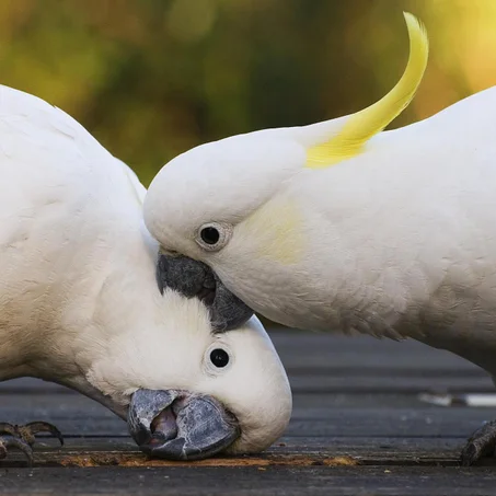 Accessoires pour oiseaux
