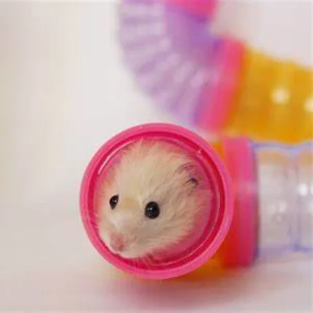 Accessoires pour Hamster
