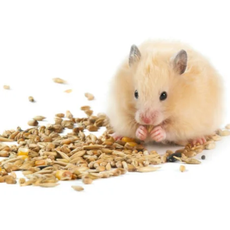 Aliments pour Hamster