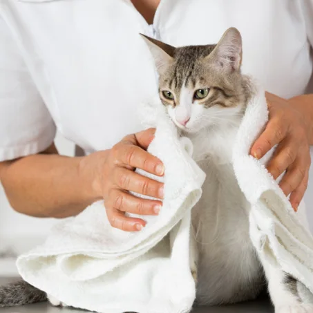 Toilettage pour chat