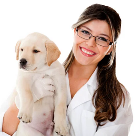 Médicaments pour chiens