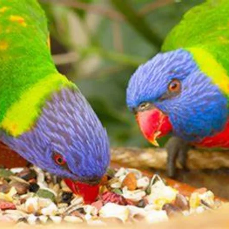 Aliments pour oiseaux