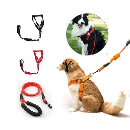 harnais et laisse pour chiens