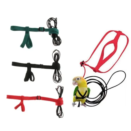 harnais et laisse pour oiseau