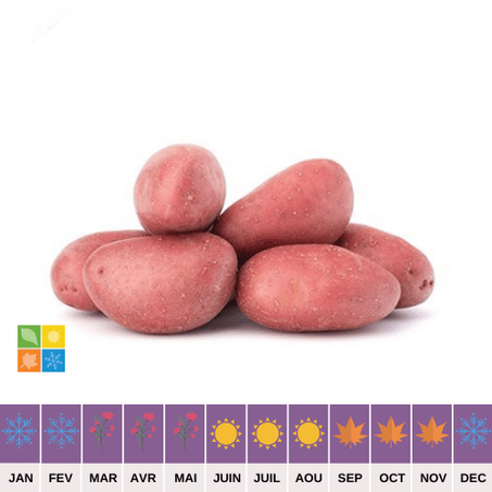 Pomme de terre Rouge