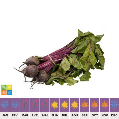 Betterave - باربة