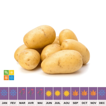 Pomme de terre Blanche