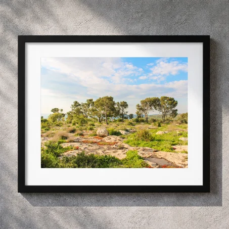 لوحة شجر البلوط في إربد  (40x50 cm)