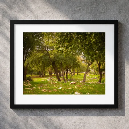 لوحة غابات برقش (40x50 cm)