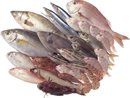 جميع منتجاتنا