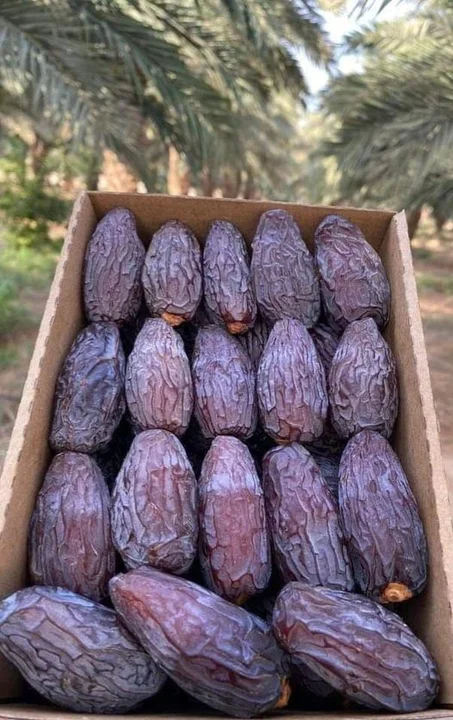 تمور المجهول