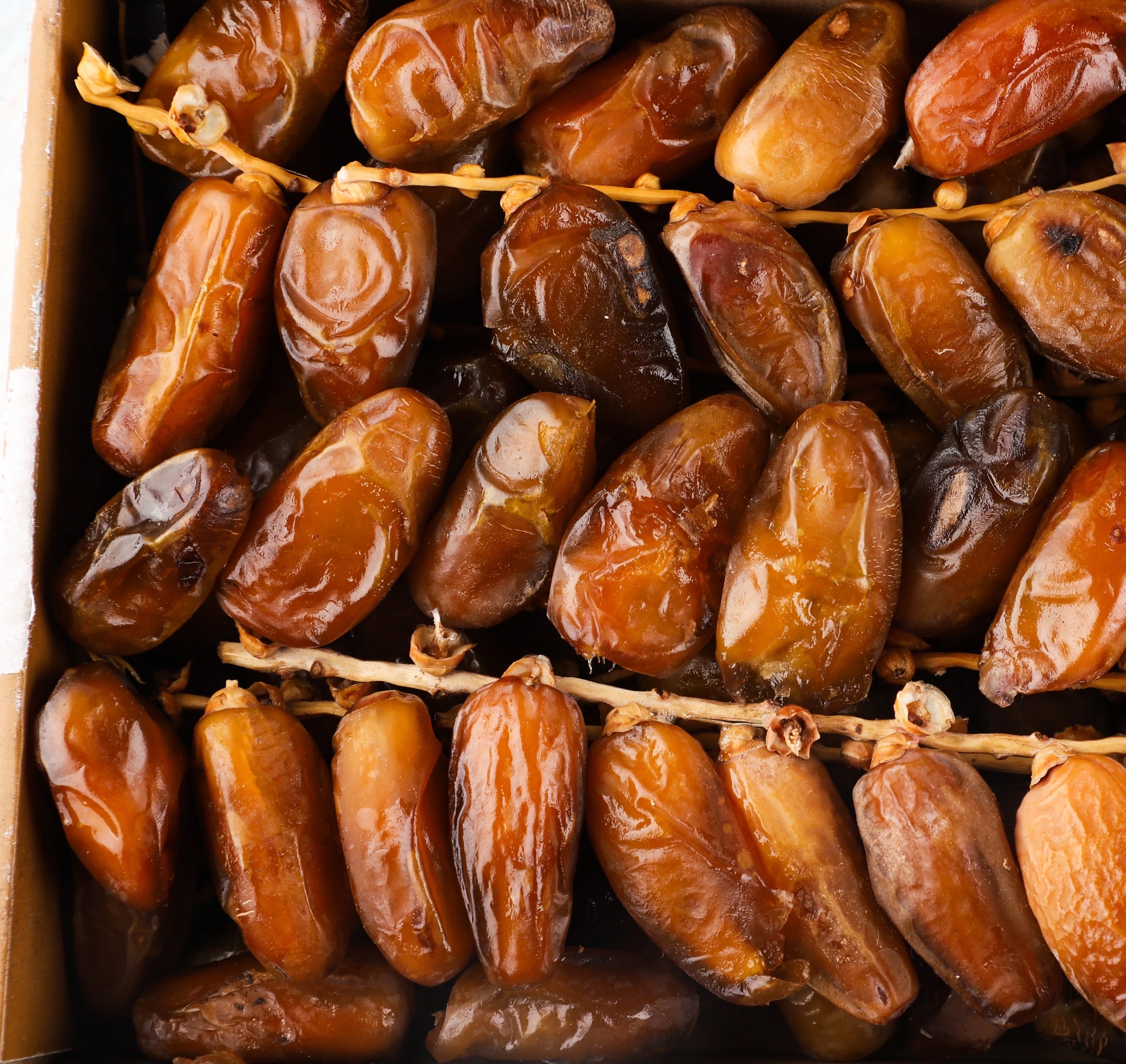 Datte  Deglet Nour Branchee