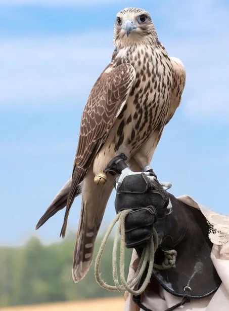 جرس دهبي للصقر: مصنوع بحب، توفر الأداء والجمال لكل صقار
