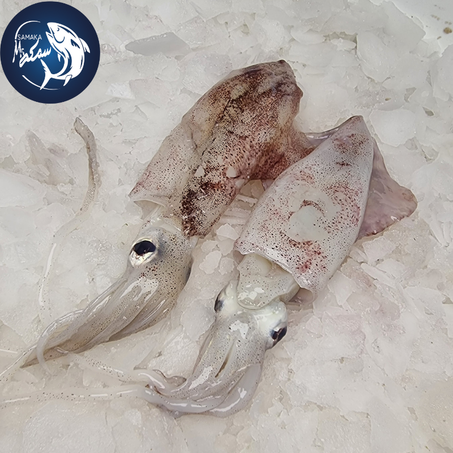 Calamar-الحبار