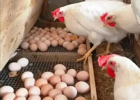 الدجاج الحي و البيض