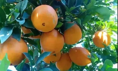 🍊 برتقال طازج نكهة منعشة وغني بفيتامين س