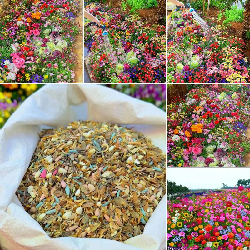 Premium Wildflower Seed Mix – 134,000+ Heirloom Seeds