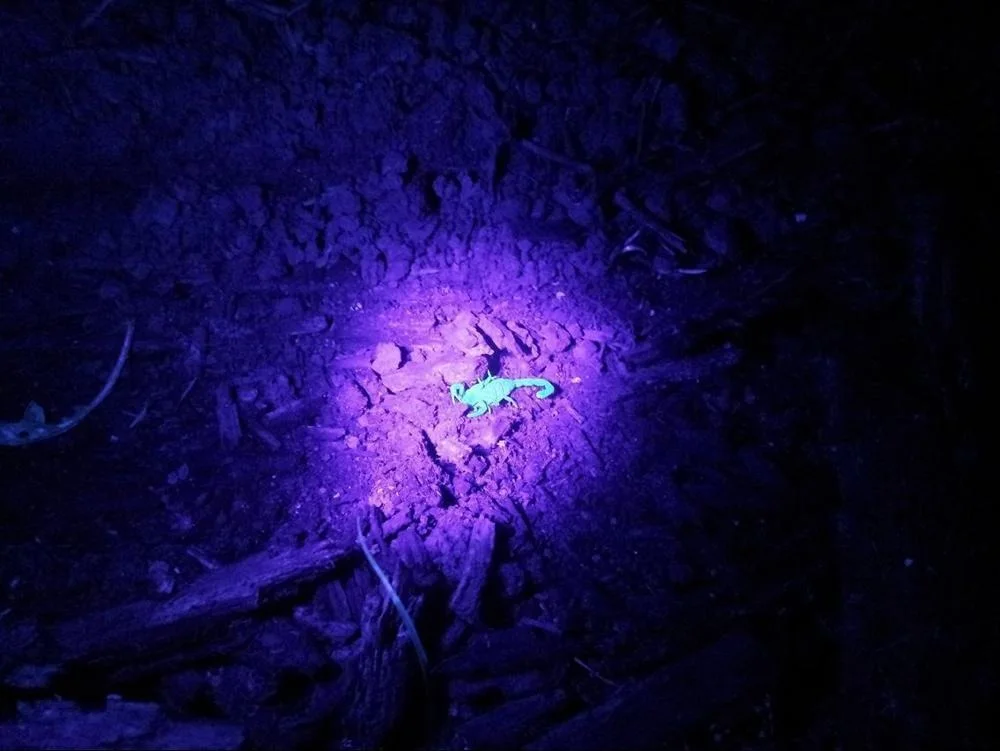 مصباح يدوي يعمل بالأشعة فوق البنفسجية