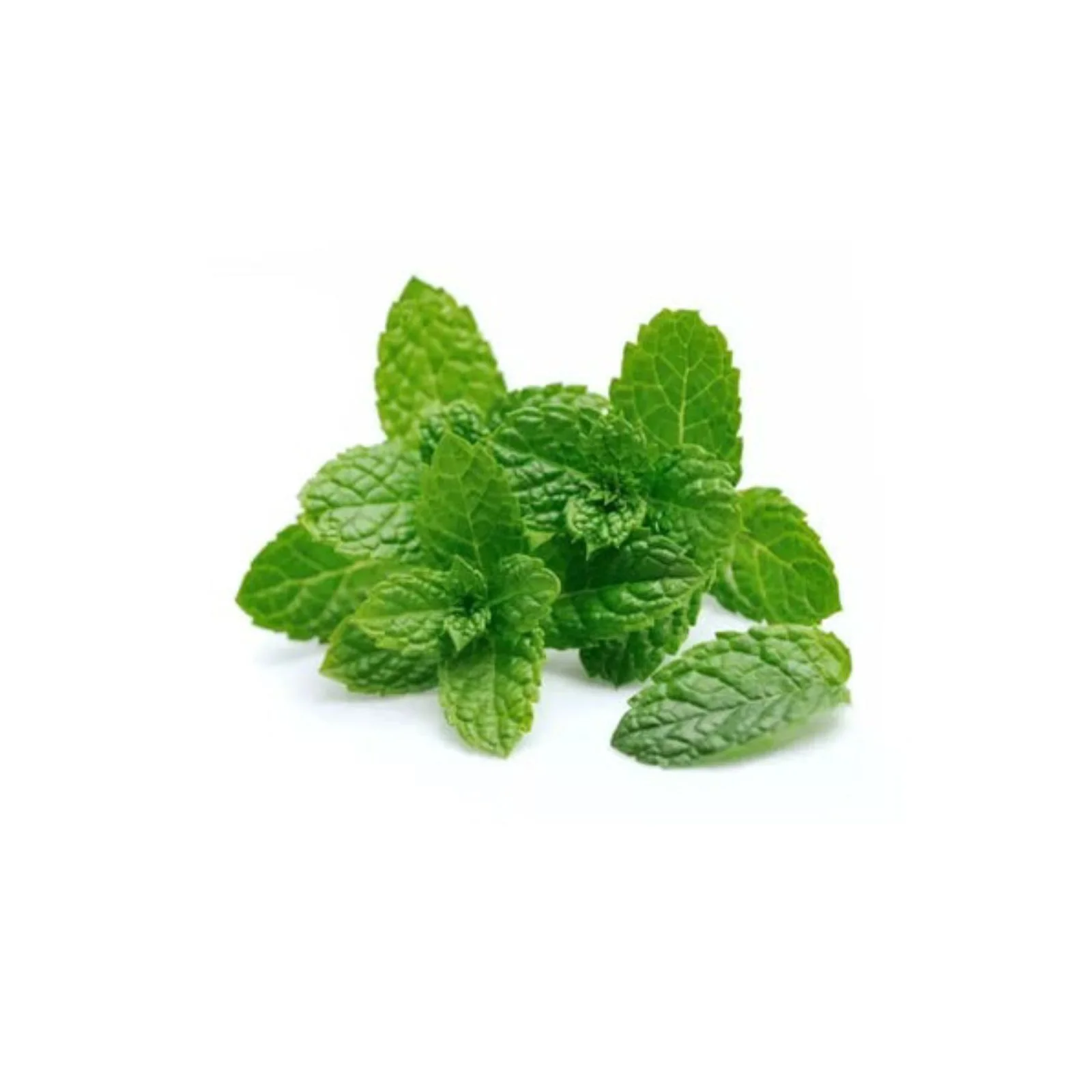 MENTHE – نعناع